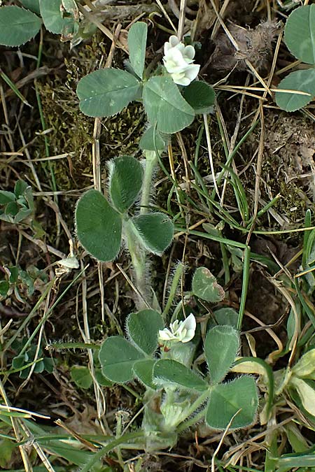 Trifolium subterraneum \ Bodenbrtiger Klee / Subterranean Clover, D Bad Camberg 4.5.2025
