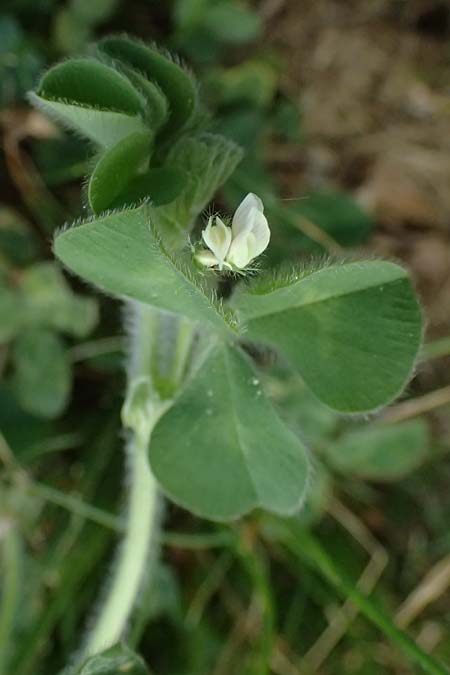 Trifolium subterraneum \ Bodenbrtiger Klee / Subterranean Clover, D Bad Camberg 4.5.2025