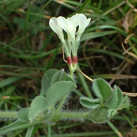 Trifolium subterraneum \ Bodenbrtiger Klee / Subterranean Clover, D Bad Camberg 4.5.2025
