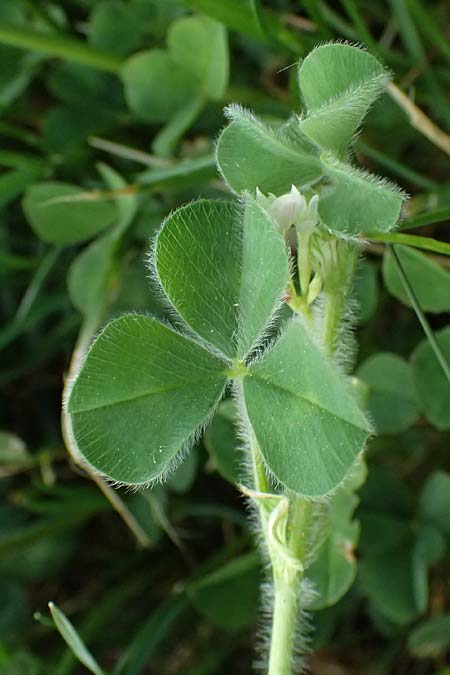 Trifolium subterraneum \ Bodenbrtiger Klee / Subterranean Clover, D Bad Camberg 4.5.2025