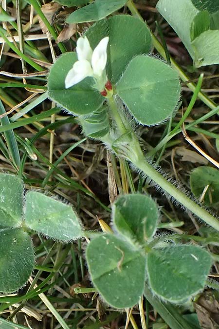 Trifolium subterraneum \ Bodenbrtiger Klee / Subterranean Clover, D Bad Camberg 4.5.2025