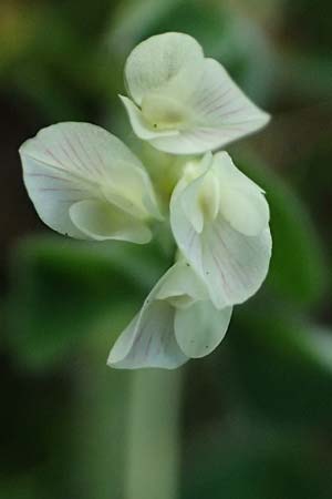 Trifolium subterraneum \ Bodenbrtiger Klee / Subterranean Clover, D Bad Camberg 4.5.2025