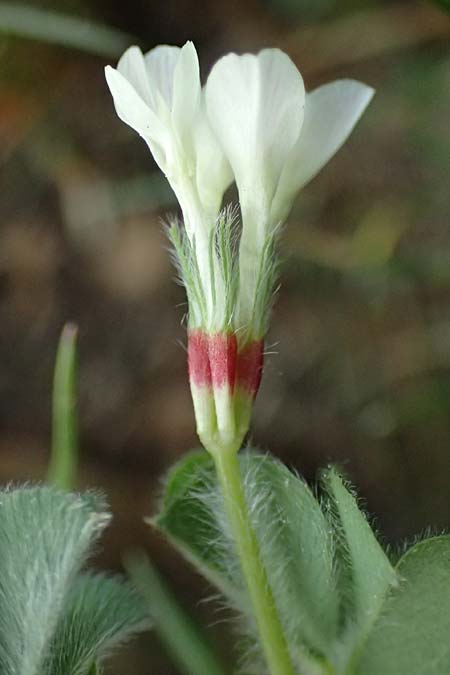 Trifolium subterraneum \ Bodenbrtiger Klee / Subterranean Clover, D Bad Camberg 4.5.2025
