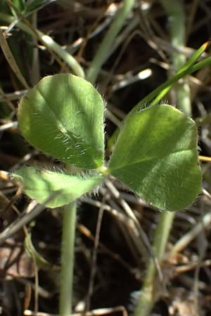 Trifolium subterraneum \ Bodenbrtiger Klee / Subterranean Clover, D Karlsruhe 30.5.2025