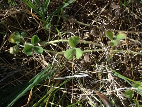 Trifolium subterraneum \ Bodenbrtiger Klee / Subterranean Clover, D Karlsruhe 30.5.2025