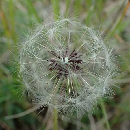 Taraxacum suprarhenanum \ Oberrhein-Schwielen-L�wenzahn / Upper Rhine Dandelion, D Neuburg 17.5.2026