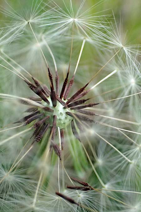 Taraxacum suprarhenanum \ Oberrhein-Schwielen-L�wenzahn / Upper Rhine Dandelion, D Neuburg 17.5.2026