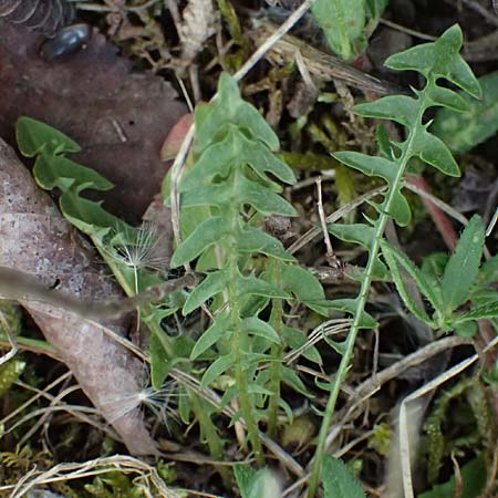 Taraxacum suprarhenanum \ Oberrhein-Schwielen-L�wenzahn / Upper Rhine Dandelion, D Neuburg 17.5.2026