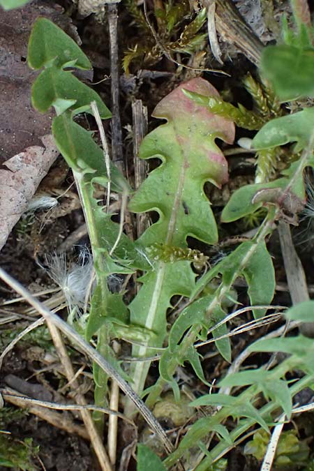 Taraxacum suprarhenanum \ Oberrhein-Schwielen-L�wenzahn / Upper Rhine Dandelion, D Neuburg 17.5.2026