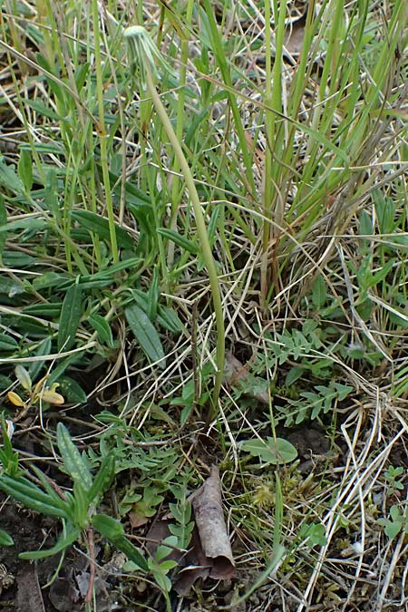 Taraxacum suprarhenanum \ Oberrhein-Schwielen-L�wenzahn / Upper Rhine Dandelion, D Neuburg 17.5.2026