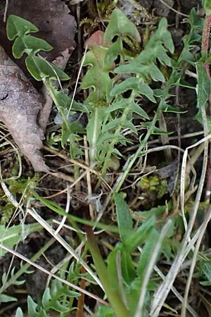 Taraxacum suprarhenanum \ Oberrhein-Schwielen-L�wenzahn / Upper Rhine Dandelion, D Neuburg 17.5.2026