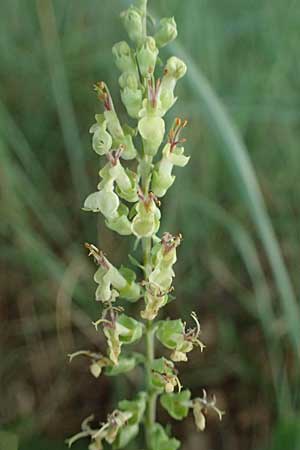 Teucrium scorodonia \ Salbei-Gamander / Wood Sage, D Neustadt am Main 28.6.2026