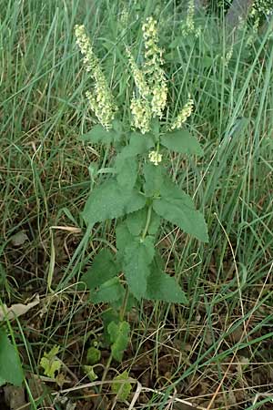 Teucrium scorodonia \ Salbei-Gamander / Wood Sage, D Neustadt am Main 28.6.2026