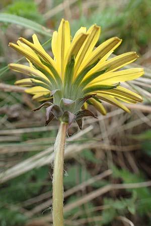Taraxacum tortilobum \ Gedrehtlappiger Lwenzahn / Twisted-Lobed Dandelion, D Heusenstamm 16.4.2018