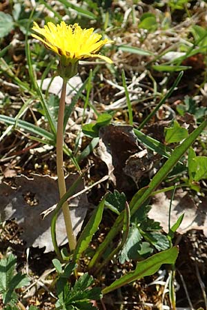 Taraxacum ciliare \ Gewimperter Sumpf-Lwenzahn / Ciliate Marsh Dandelion, D Konstanz 24.4.2018