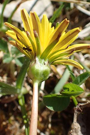 Taraxacum ciliare \ Gewimperter Sumpf-Lwenzahn / Ciliate Marsh Dandelion, D Konstanz 24.4.2018