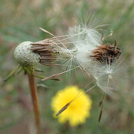 Taraxacum tortilobum \ Gedrehtlappiger Lwenzahn / Twisted-Lobed Dandelion, D Viernheim 1.5.2018