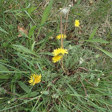Taraxacum tortilobum \ Gedrehtlappiger Lwenzahn / Twisted-Lobed Dandelion, D Viernheim 1.5.2018
