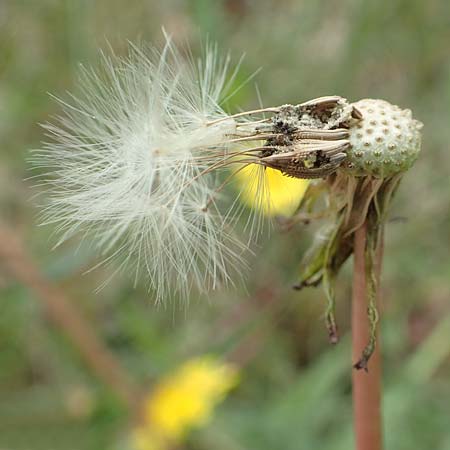 Taraxacum tortilobum \ Gedrehtlappiger Lwenzahn / Twisted-Lobed Dandelion, D Viernheim 1.5.2018