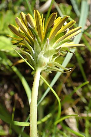 Taraxacum turfosum \ Torfmoos-Lwenzahn / Peat Dandelion, D Schwaigen-Hinterbraunau 2.5.2019