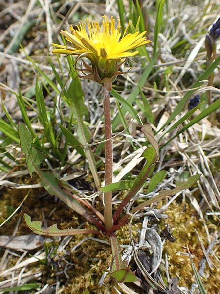 Taraxacum turfosum \ Torfmoos-Lwenzahn / Peat Dandelion, D Mittenwald 2.5.2019