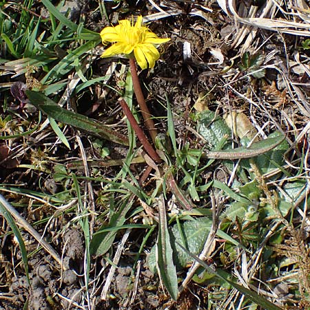 Taraxacum trilobifolium \ Stufenblttriger Lwenzahn / Stair-Leaved Dandelion, D Rüsselsheim 20.4.2013