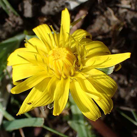Taraxacum trilobifolium \ Stufenblttriger Lwenzahn / Stair-Leaved Dandelion, D Rüsselsheim 20.4.2013