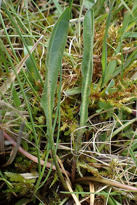 Taraxacum trilobifolium \ Stufenblttriger Lwenzahn / Stair-Leaved Dandelion, D Rüsselsheim 20.4.2013