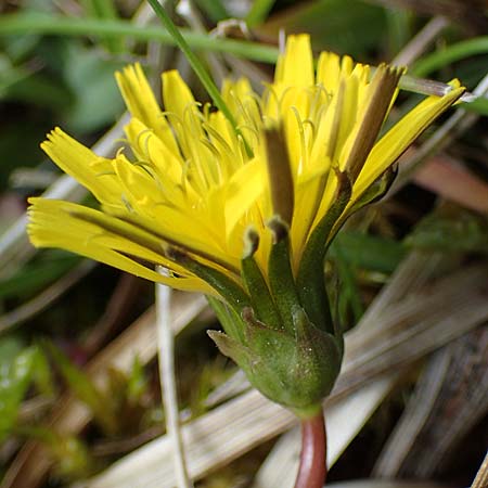 Taraxacum trilobifolium \ Stufenblttriger Lwenzahn / Stair-Leaved Dandelion, D Rüsselsheim 20.4.2013