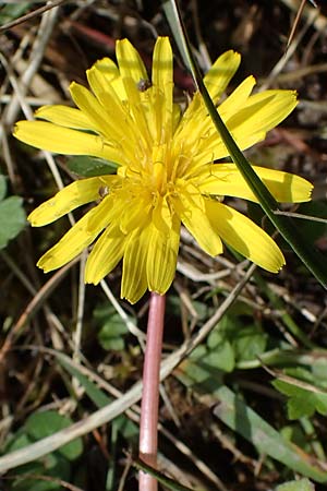 Taraxacum trilobifolium \ Stufenblttriger Lwenzahn / Stair-Leaved Dandelion, D Rüsselsheim 20.4.2013