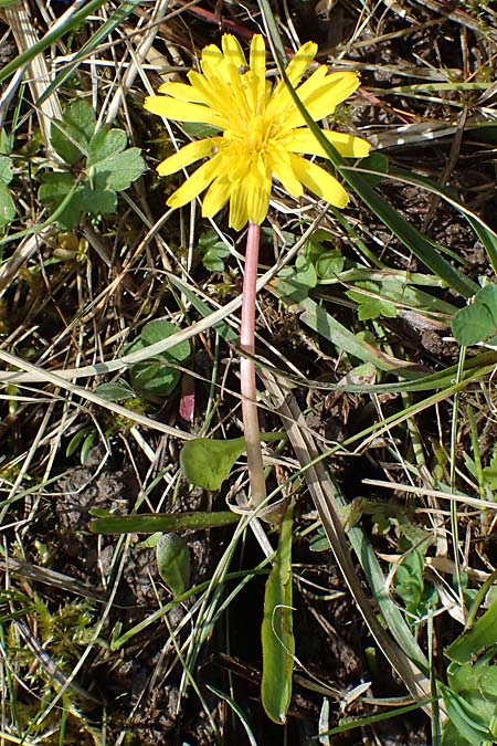 Taraxacum trilobifolium \ Stufenblttriger Lwenzahn / Stair-Leaved Dandelion, D Rüsselsheim 20.4.2013