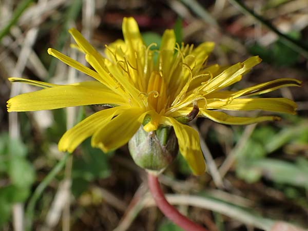 Taraxacum trilobifolium \ Stufenblttriger Lwenzahn / Stair-Leaved Dandelion, D Rüsselsheim 20.4.2013