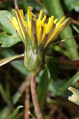 Taraxacum trilobifolium \ Stufenblttriger Lwenzahn / Stair-Leaved Dandelion, D Rüsselsheim 20.4.2013