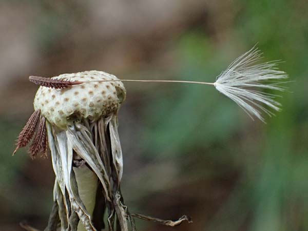 Taraxacum tortilobum \ Gedrehtlappiger Lwenzahn / Twisted-Lobed Dandelion, D Schwetzingen 3.4.2024
