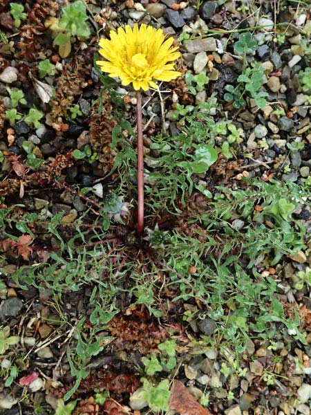 Taraxacum tortilobum \ Gedrehtlappiger Lwenzahn / Twisted-Lobed Dandelion, D Hockenheim 3.4.2024