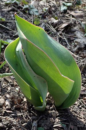 Tulipa gesneriana \ Garten-Tulpe / Garden Tulip, Didier's Tulip, D Ludwigshafen 8.3.2021