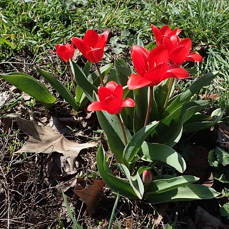 Tulipa gesneriana \ Garten-Tulpe / Garden Tulip, Didier's Tulip, D Mannheim 24.3.2021