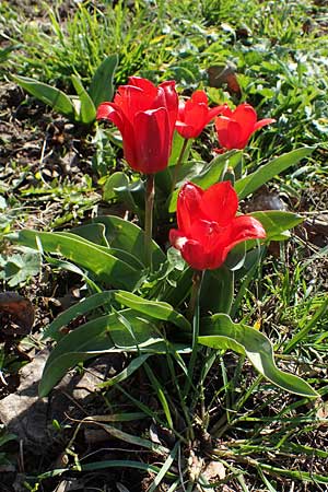 Tulipa gesneriana \ Garten-Tulpe / Garden Tulip, Didier's Tulip, D Mannheim 24.3.2021