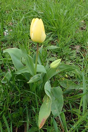 Tulipa gesneriana \ Garten-Tulpe / Garden Tulip, Didier's Tulip, D Ludwigshafen 7.4.2021