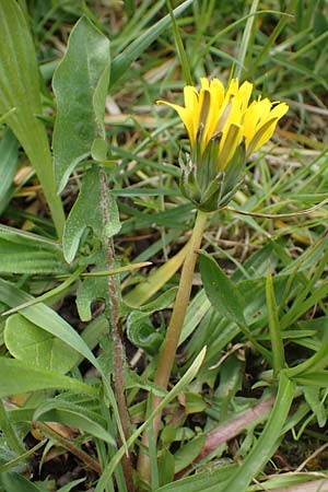 Taraxacum udum agg. \ Flutrasen-L�wenzahn / Marsh Dandelion, D Schutterwald 17.4.2021