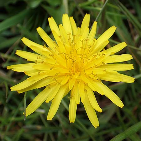 Taraxacum udum agg. \ Flutrasen-L�wenzahn / Marsh Dandelion, D Schutterwald 17.4.2021
