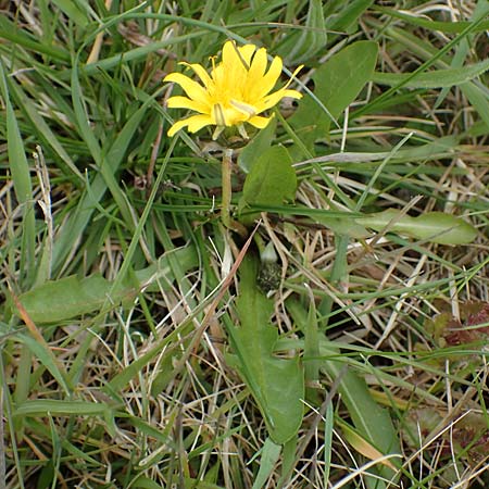 Taraxacum udum agg. \ Flutrasen-L�wenzahn / Marsh Dandelion, D Schutterwald 17.4.2021