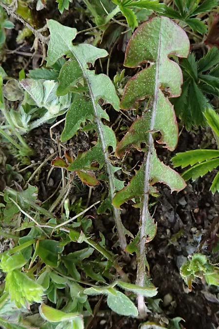 Taraxacum uteae \ Utes Schwielen-L�wenzahn / Ute's Dandelion, D Weil am Rhein 17.5.2026