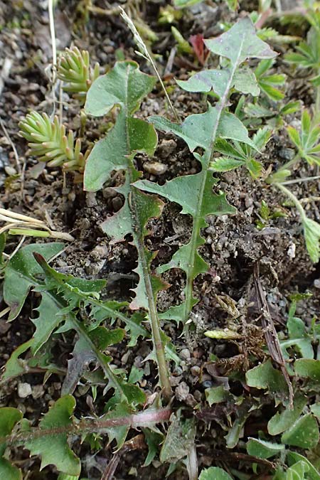 Taraxacum uteae \ Utes Schwielen-L�wenzahn / Ute's Dandelion, D Weil am Rhein 17.5.2026