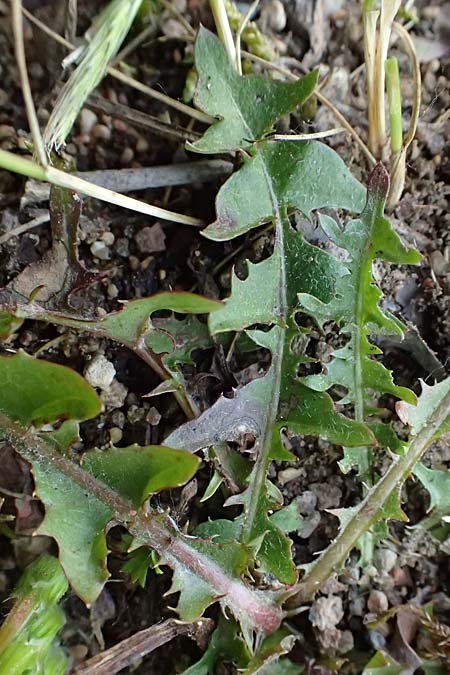 Taraxacum uteae \ Utes Schwielen-L�wenzahn / Ute's Dandelion, D Weil am Rhein 17.5.2026