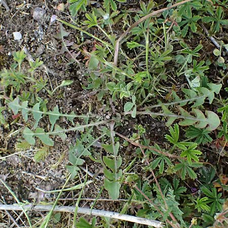 Taraxacum uteae \ Utes Schwielen-L�wenzahn / Ute's Dandelion, D Weil am Rhein 17.5.2026