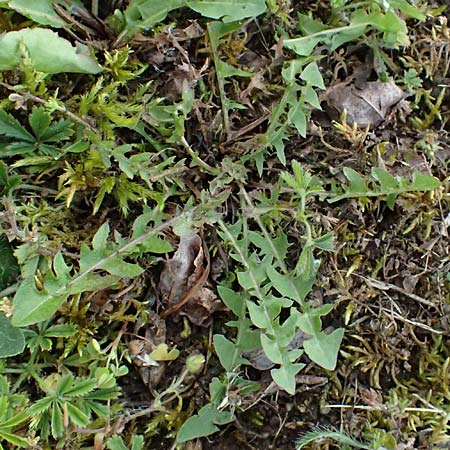 Taraxacum uteae \ Utes Schwielen-L�wenzahn / Ute's Dandelion, D Weil am Rhein 17.5.2026