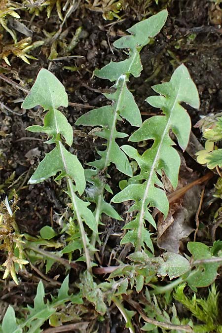 Taraxacum uteae \ Utes Schwielen-L�wenzahn / Ute's Dandelion, D Weil am Rhein 17.5.2026