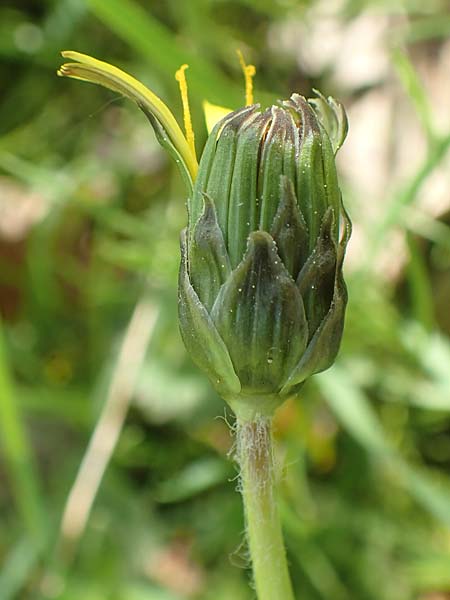 Taraxacum udum agg. \ Flutrasen-L�wenzahn / Marsh Dandelion, D Konstanz 24.4.2018