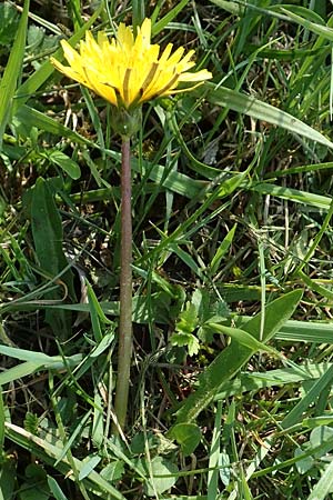 Taraxacum ciliare \ Gewimperter Sumpf-Lwenzahn / Ciliate Marsh Dandelion, D Konstanz 24.4.2018